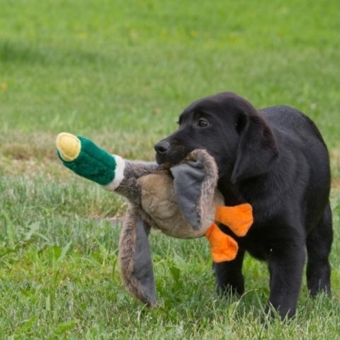 10 Steps To A Better Retrieve For Your Gundog