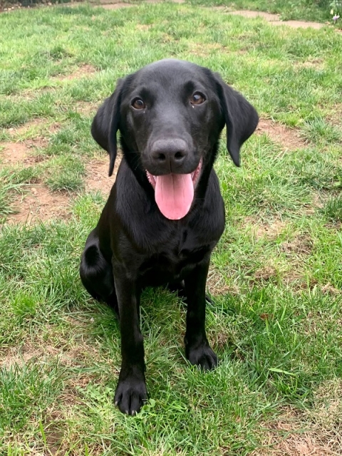 Gundog Training Methods