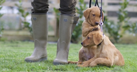 From Pet Dog to Picking Up
