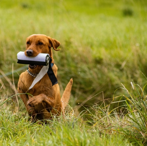 Inconsistent Retrieving