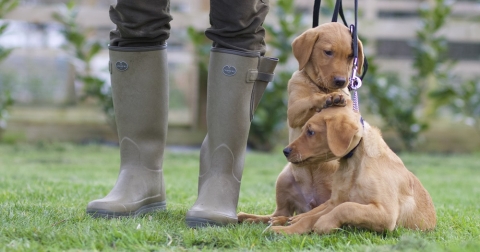 The Pros and Cons of Buying a Part Trained Dog