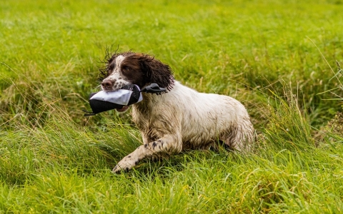 A Guide to Gundog Training Dummies