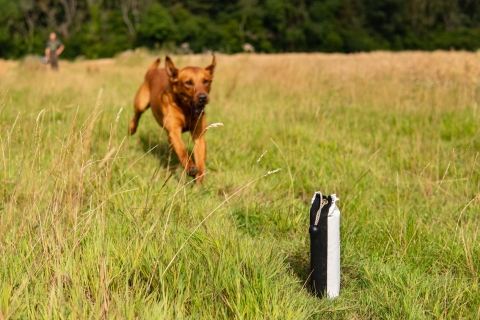 How can you rectify a gundogs sticky sendout ?