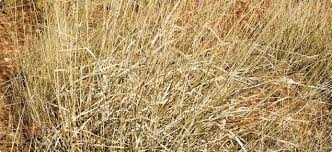 Protecting Your Dog from the Perils of Grass Seeds